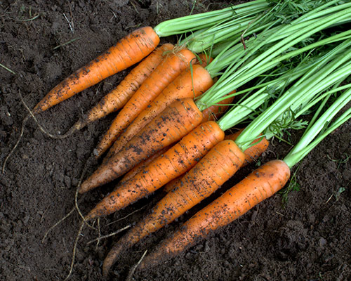 Carrots Grown In Planters