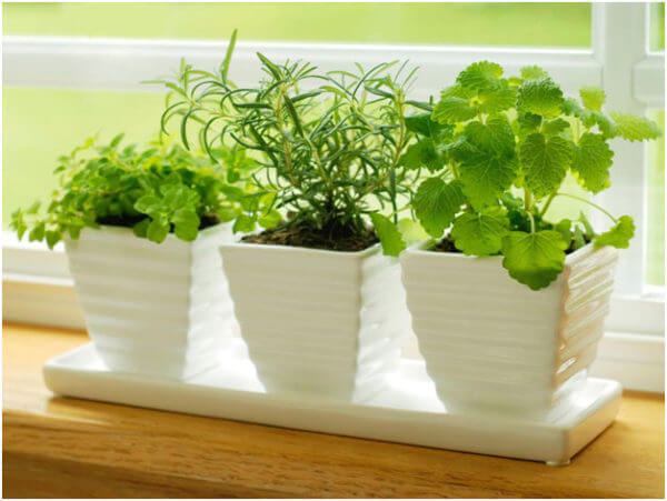 Herbs In The Kitchen Using A Planter Pot