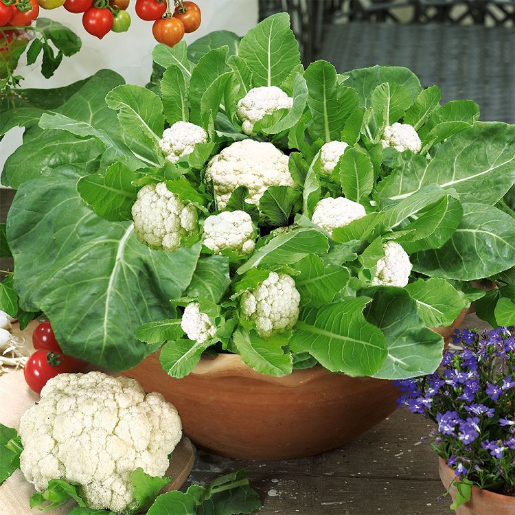 Cauliflower In A Pot