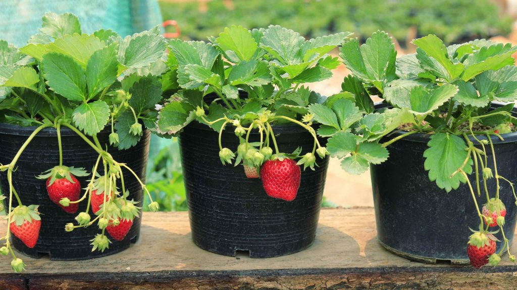 strawberries-grown-in-pots-1024x576