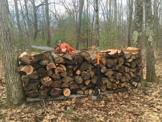 Staking Firewood Between Two Trees